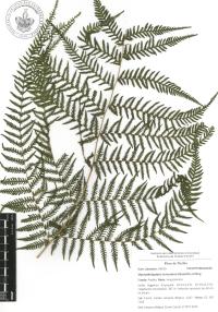 Macrothelypteris torresiana image